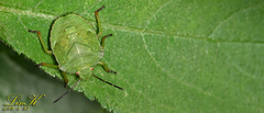 Palomena