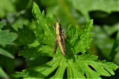 Chorthippus dorsatus