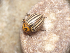 Leptinotarsa decemlineata