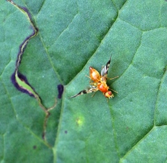 Acidia cognata