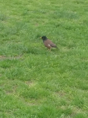 Acridotheres tristis