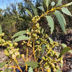 Eucalyptus luehmanniana