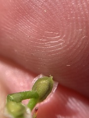 Corispermum declinatum