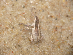 Charagmus gressorius