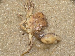 Rhithropanopeus harrisii