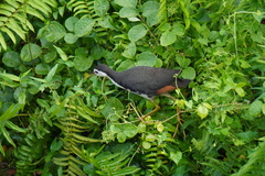 Amaurornis phoenicurus