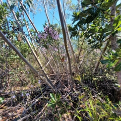Eucalyptus luehmanniana