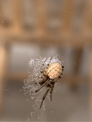 Zygiella x-notata