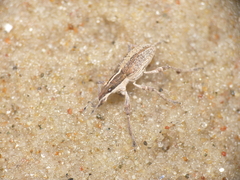 Charagmus gressorius