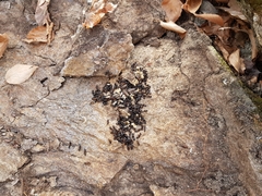 Camponotus kiusiuensis