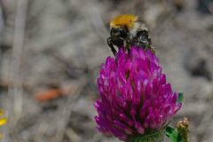 Bombus pascuorum