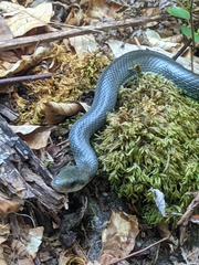 Zamenis longissimus