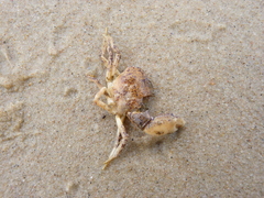 Rhithropanopeus harrisii