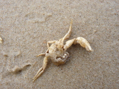 Rhithropanopeus harrisii