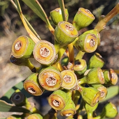 Eucalyptus luehmanniana