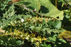 Ranunculus aconitifolius