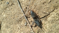 Gryllotalpa gryllotalpa