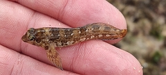 Lipophrys pholis