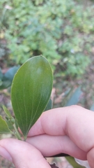 Acacia leiocalyx