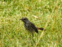 Luscinia svecica