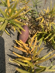 Vincetoxicum sibiricum