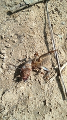 Gryllotalpa gryllotalpa