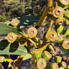 Eucalyptus luehmanniana