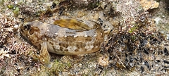 Lipophrys pholis
