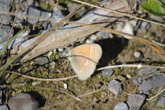Coenonympha california
