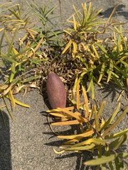 Vincetoxicum sibiricum