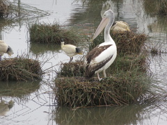Pelecanus conspicillatus