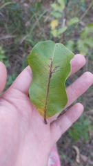 Cupaniopsis anacardioides