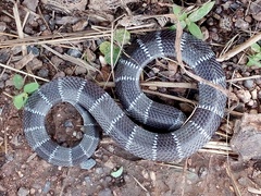 Elapsoidea semiannulata