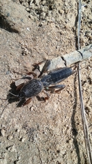 Gryllotalpa gryllotalpa