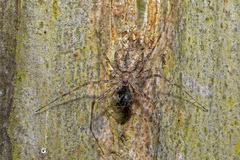 Tamopsis