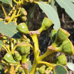 Eucalyptus luehmanniana