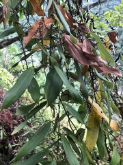 Dioscorea cirrhosa