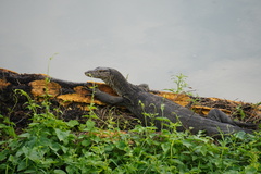 Varanus salvator macromaculatus