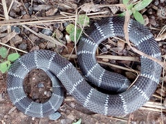 Elapsoidea semiannulata