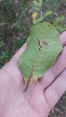 Cupaniopsis anacardioides
