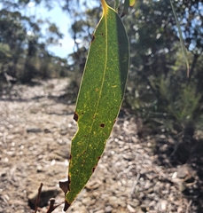 Eucalyptus luehmanniana