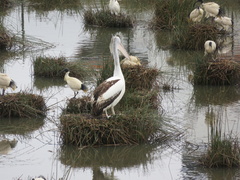 Pelecanus conspicillatus