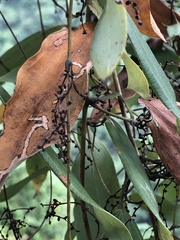 Dioscorea cirrhosa