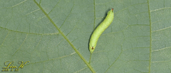Phyllosphingia dissimilis
