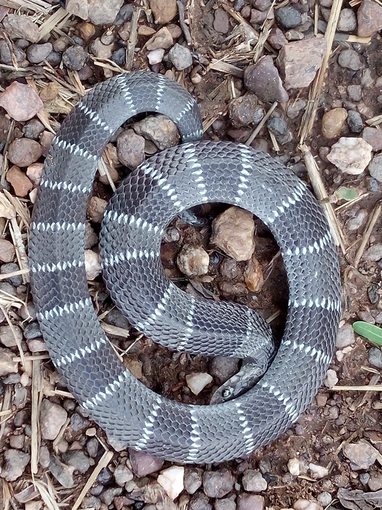 Angolan Garter Snake