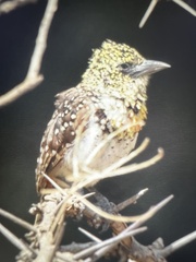 Trachyphonus darnaudii