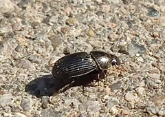 Aphodiinae