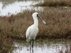 Platalea regia