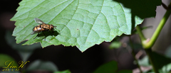 Tachininae