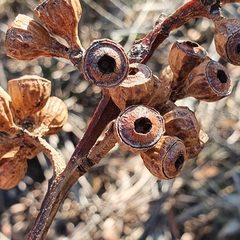 Eucalyptus luehmanniana